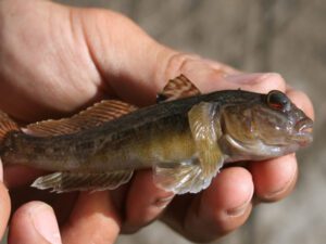 Round Goby | Ontario's Invading Species Awareness Program