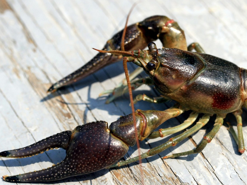 Rusty Crayfish  Ontario's Invading Species Awareness Program