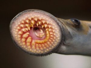 Sea Lamprey | Ontario's Invading Species Awareness Program