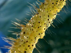 Spiny and Fishhook Waterflea | Ontario's Invading Species Awareness Program