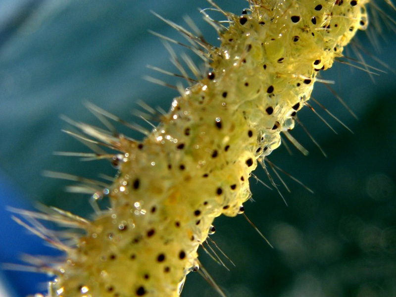 Spiny and Fishhook Waterfleas