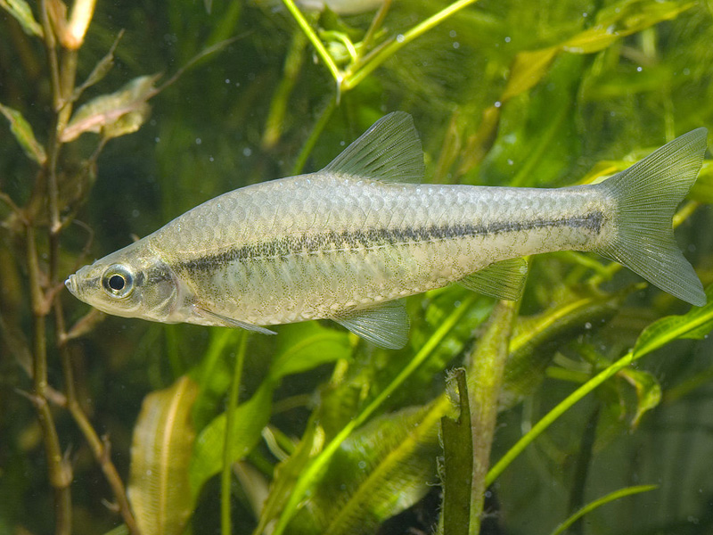 Pseudorasbora parva