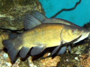 Tench | Ontario's Invading Species Awareness Program