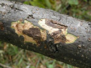 Thousand Cankers Disease | Ontario's Invading Species Awareness Program