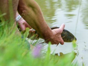 Pathways - Unauthorized Introductions | Ontario's Invading Species Awareness Program