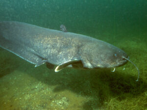 Wels Catfish | Ontario's Invading Species Awareness Program