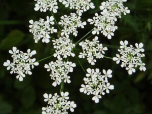 Wild Chervil | Ontario's Invading Species Awareness Program