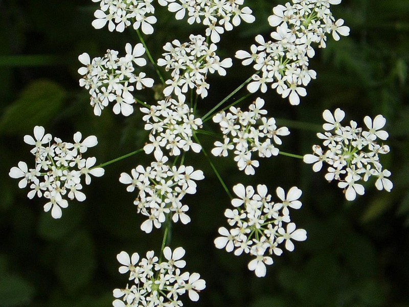 Wild Chervil