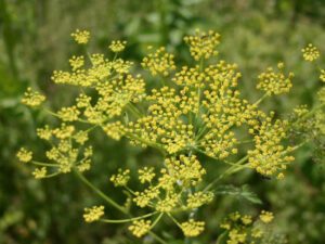 Wild Parsnip | Ontario's Invading Species Awareness Program