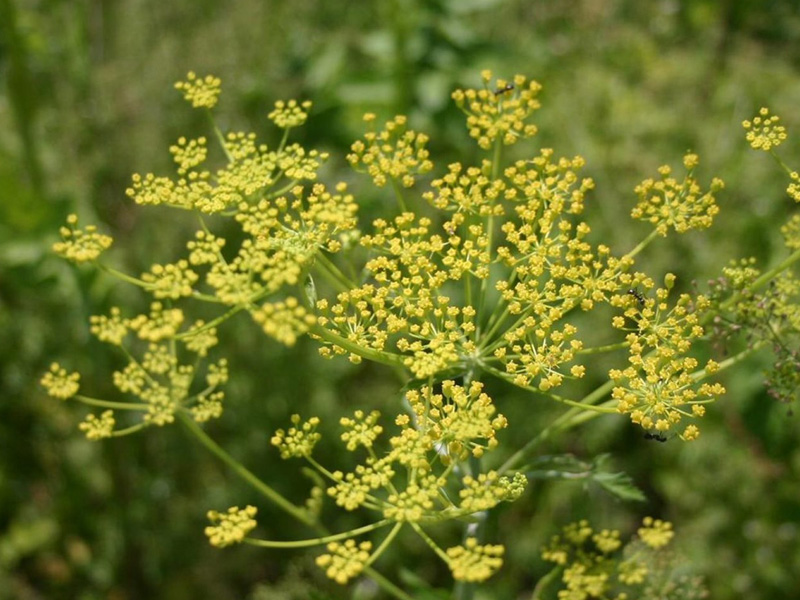 Wild Parsnip