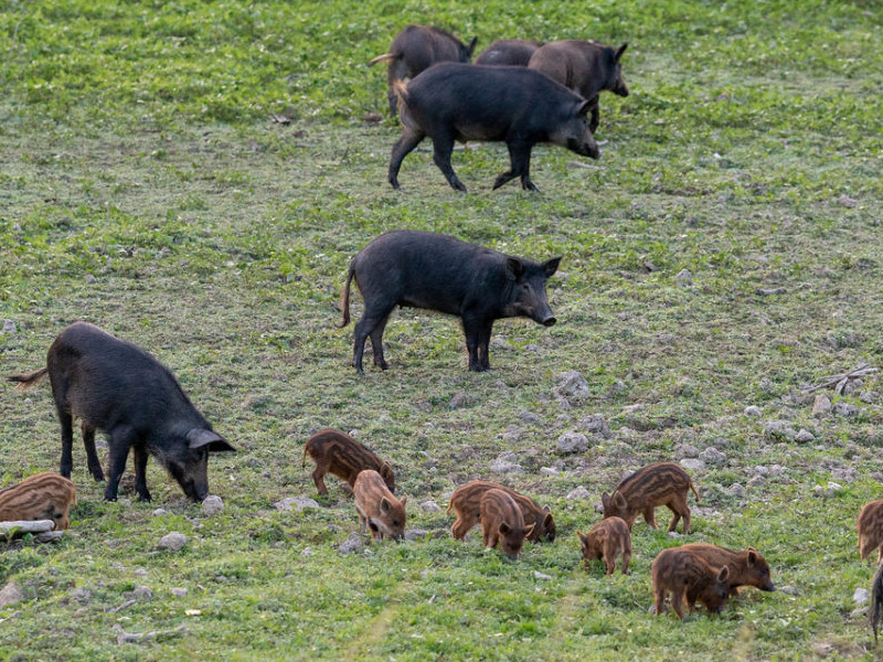 Wild Pigs