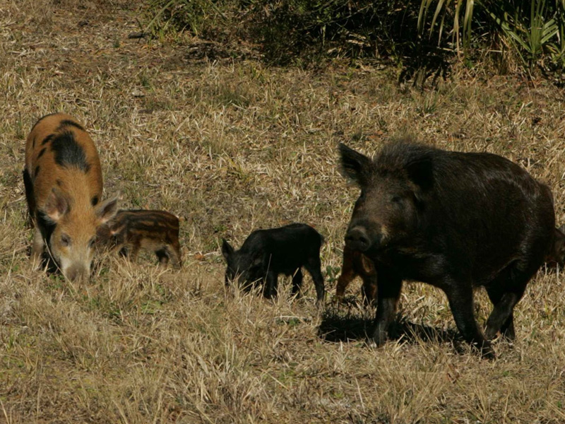 Invasive Wildlife | Ontario's Invading Species Awareness Program