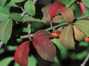 Winged Euonymus | Ontario's Invading Species Awareness Program