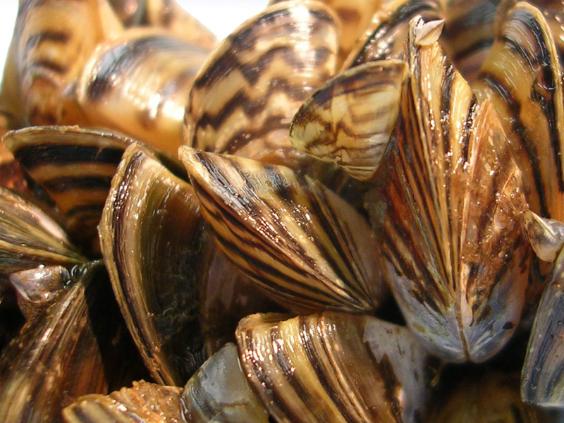 Zebra & Quagga Mussels | Ontario's Invading Species Awareness Program