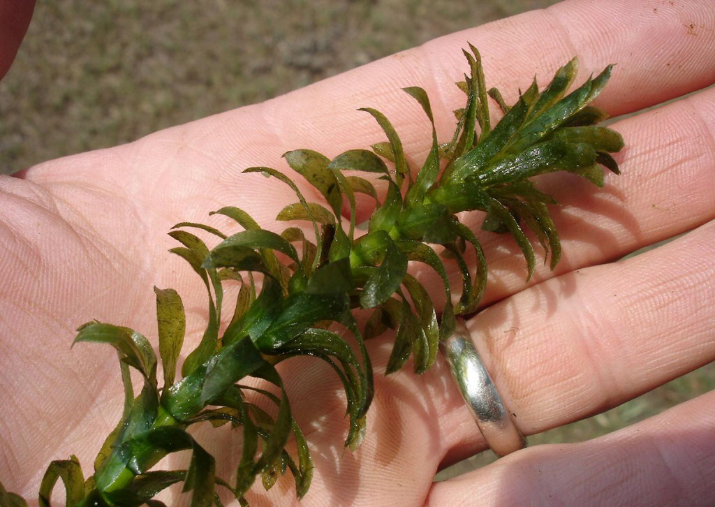 Brazillian Elodea - Graves Lovell, Alabama Department of Conservation and Natural Resources, Bugwood.org