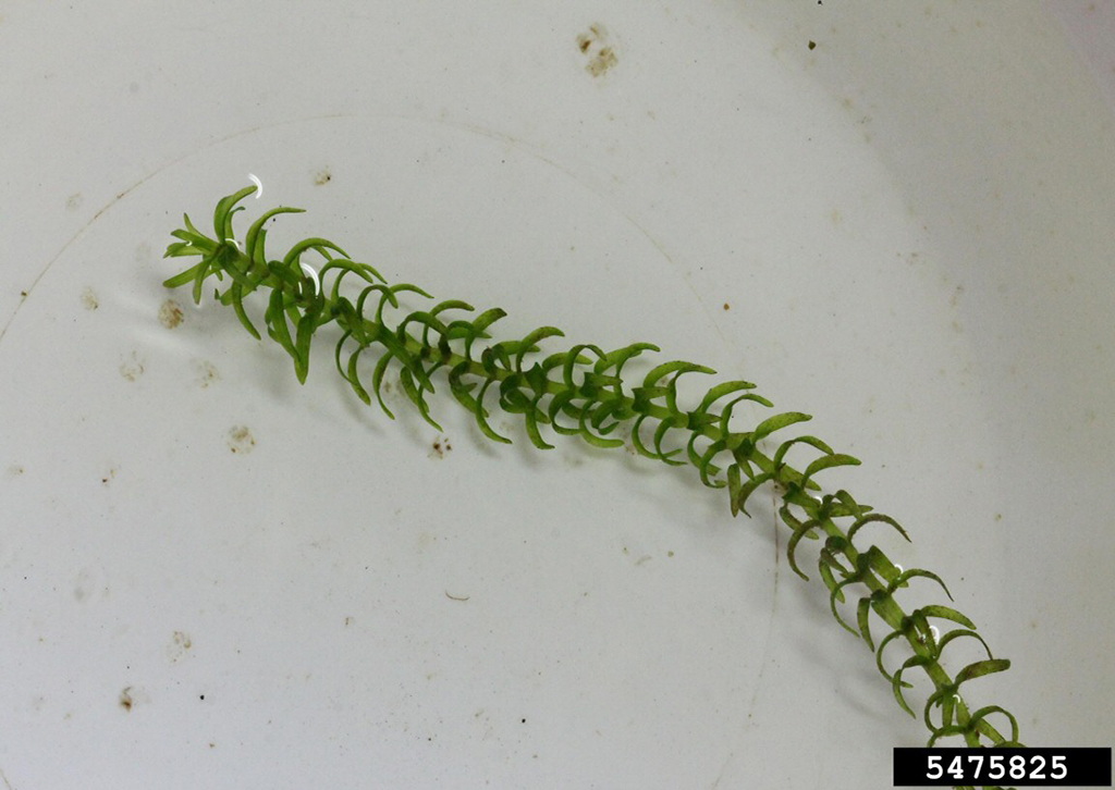 Canada Waterweed - Rob Routledge, Sault College, Bugwood.org