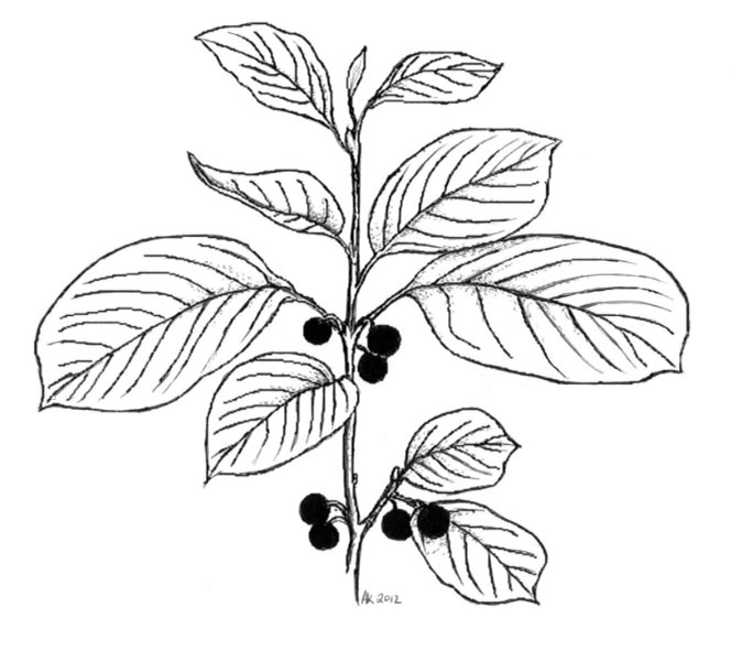 Glossy Buckthorn Illustration by Andrea Kingsley