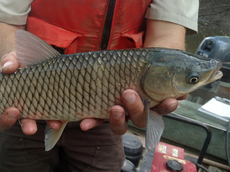 Carpes asiatiques