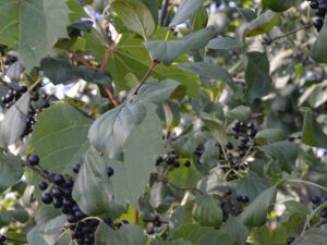 Common Buckthorn | Ontario's Invading Species Awareness Program