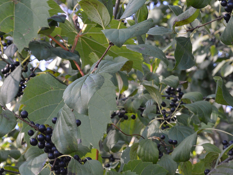 Common Buckthorn