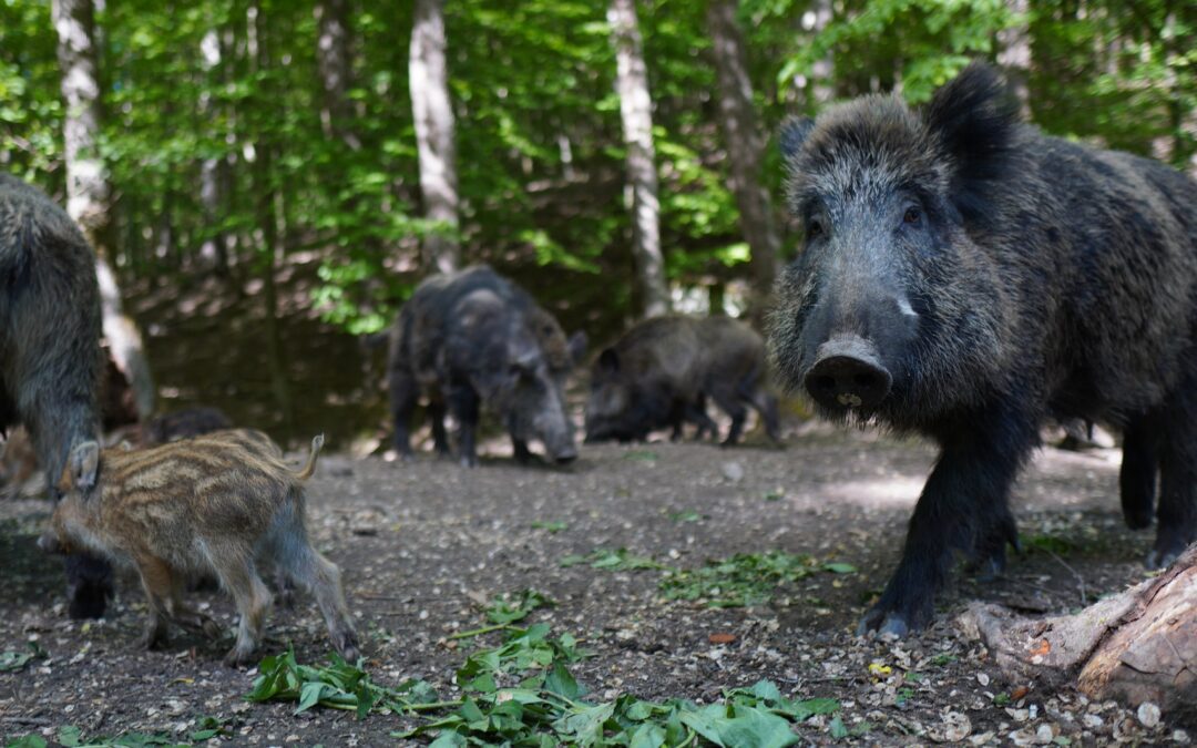 Wild Pig Surveillance Program