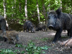 Wild Pig Surveillance Program - Thumbnail Image