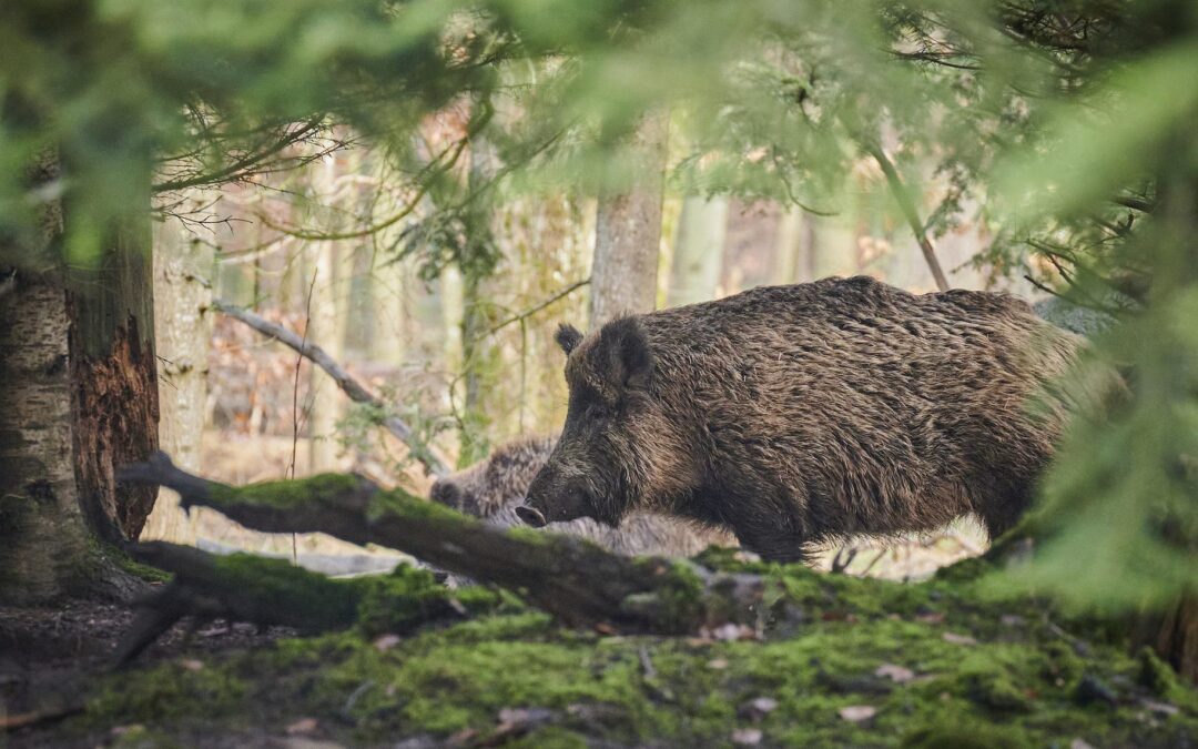 Wild Pig Surveillance for Pork Producers