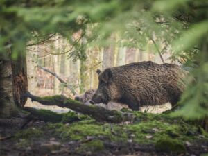 Wild Pig Surveillance for Pork Producers - Thumbnail Image