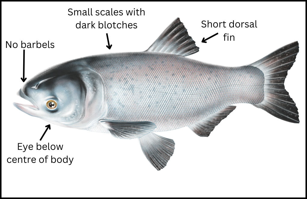 Bighead Carp - Asian Carps | Ontario's Invading Species Awareness Program