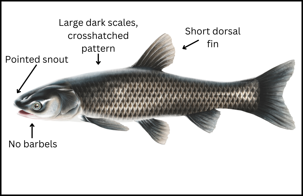 Black Carp - Asian Carps | Ontario's Invading Species Awareness Program