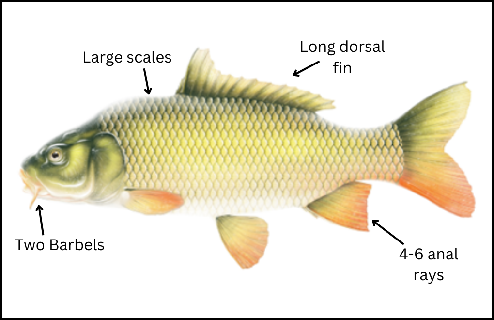 Common Carp - Asian Carps | Ontario's Invading Species Awareness Program