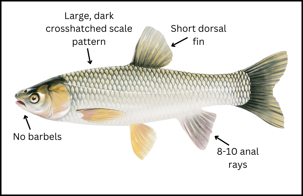 Grass Carp - Asian Carps | Ontario's Invading Species Awareness Program