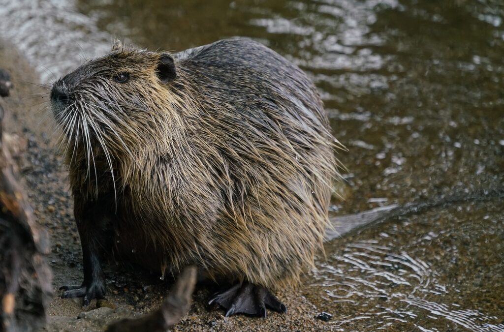 Nutria