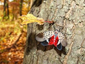 Spotted Lanternfly photo by geosesarma | iNaturalist