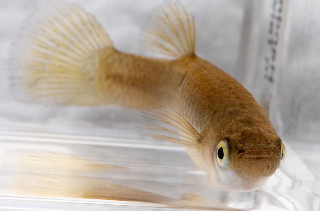 Eastern and Western Mosquitofish