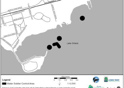 Water Soldier treatment in Bay of Quinte area | Baker Island