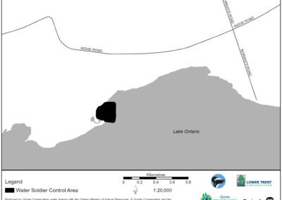 Water Soldier treatment in Bay of Quinte area | Bluff Point