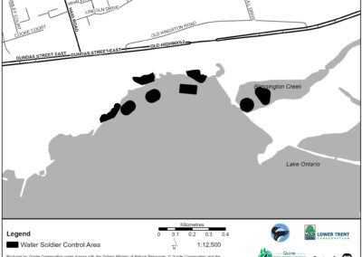 Water Soldier treatment in Bay of Quinte area | Deseronto