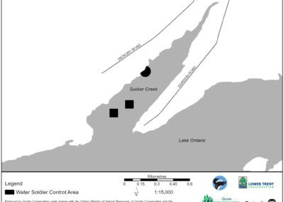 Water Soldier treatment in Bay of Quinte area | Lower Sucker Creek