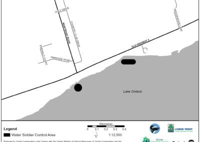 Water Soldier treatment in Bay of Quinte area | Montrose Rd