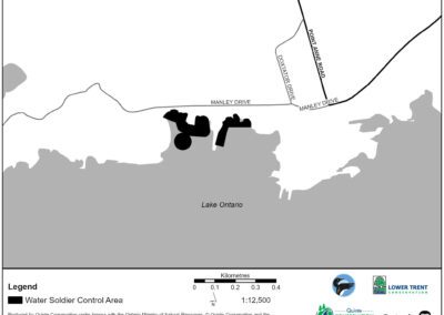 Water Soldier treatment in Bay of Quinte area | Point Anne