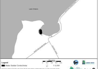 Water Soldier treatment in Bay of Quinte area | Robinson Cove