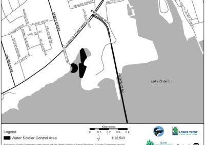 Water Soldier treatment in Bay of Quinte area | West Zwicks