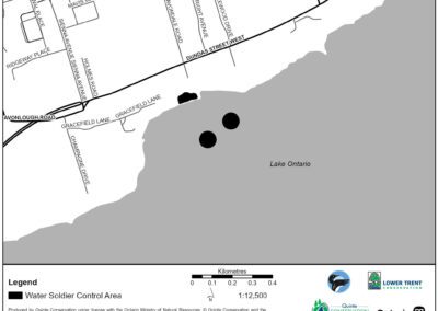 Water Soldier treatment in Bay of Quinte area | Wilkie St