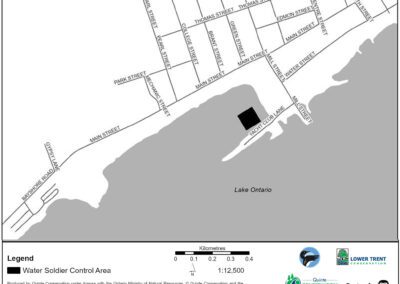 Water Soldier treatment in Bay of Quinte area | Deseronto