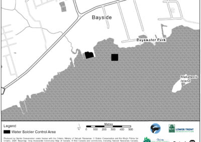 Water Soldier Treatment - Baylea Drive, Quinte West