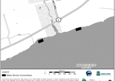 Water Soldier Treatment - Potter’s Creek, Quinte West/Belleville