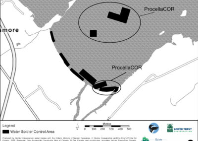 Water Soldier Treatment - Sawguin Creek Wetland North, Prince Edward County