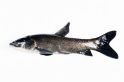 Invasive Carps | Ontario's Invading Species Awareness Program