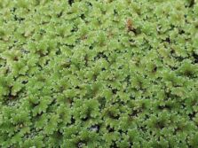 Water Fern | Ontario's Invading Species Awareness Program